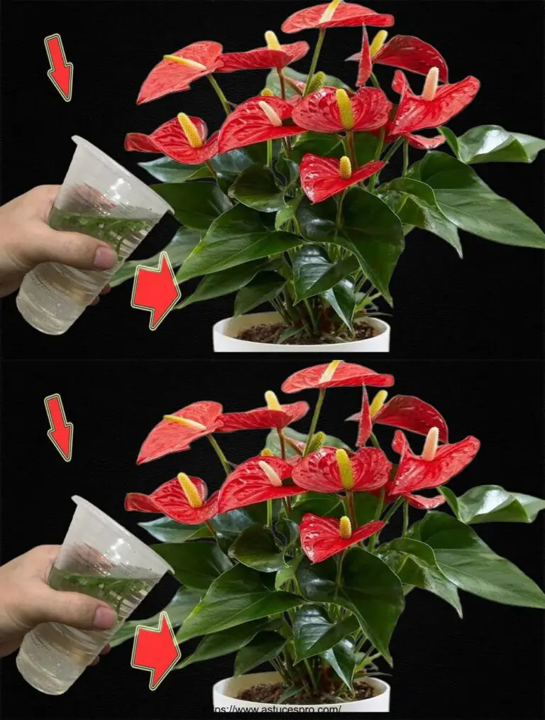 Sólo 1 taza hecha para explotar el Anthurium con tantas flores