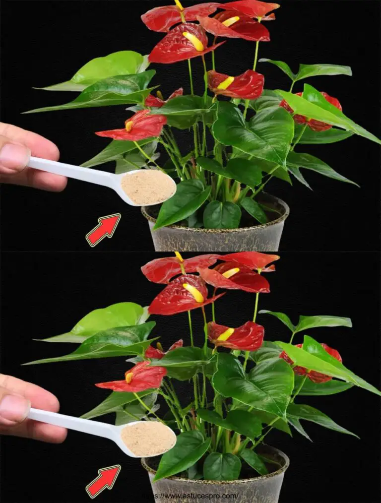 ¡Espolvorearé una cuchara! De repente, el Anthurium ha Eclado en un Multitudo de Flores Mágicas