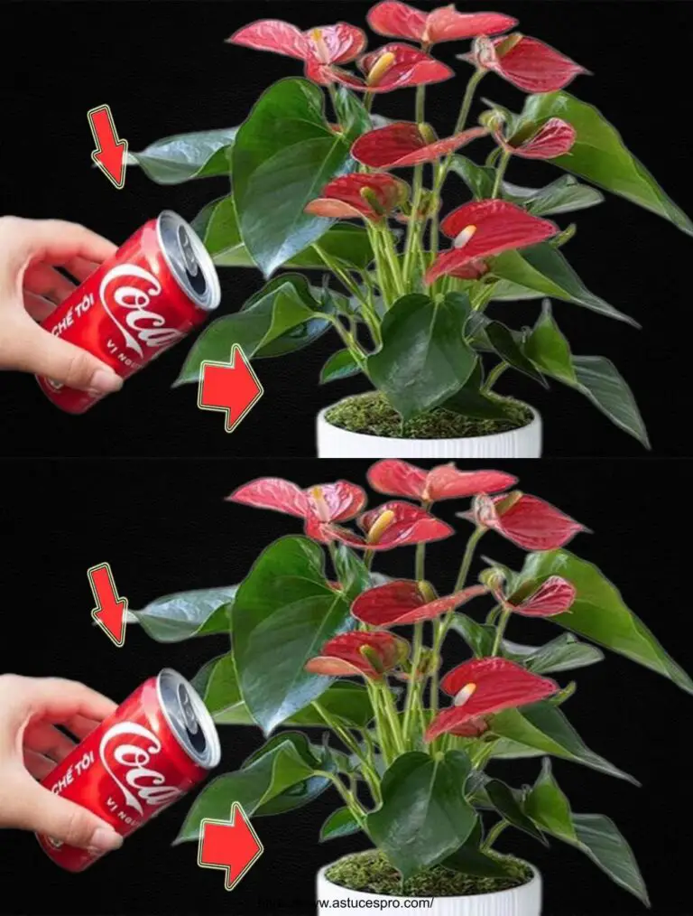 Una lata de Coca-Cola Made Magically Enclosure El jardín entero de Anthurium