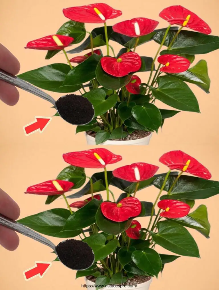 ¡Pasa unos cuantos en las raíces! De repente, el Anthurium floreció sin fin.