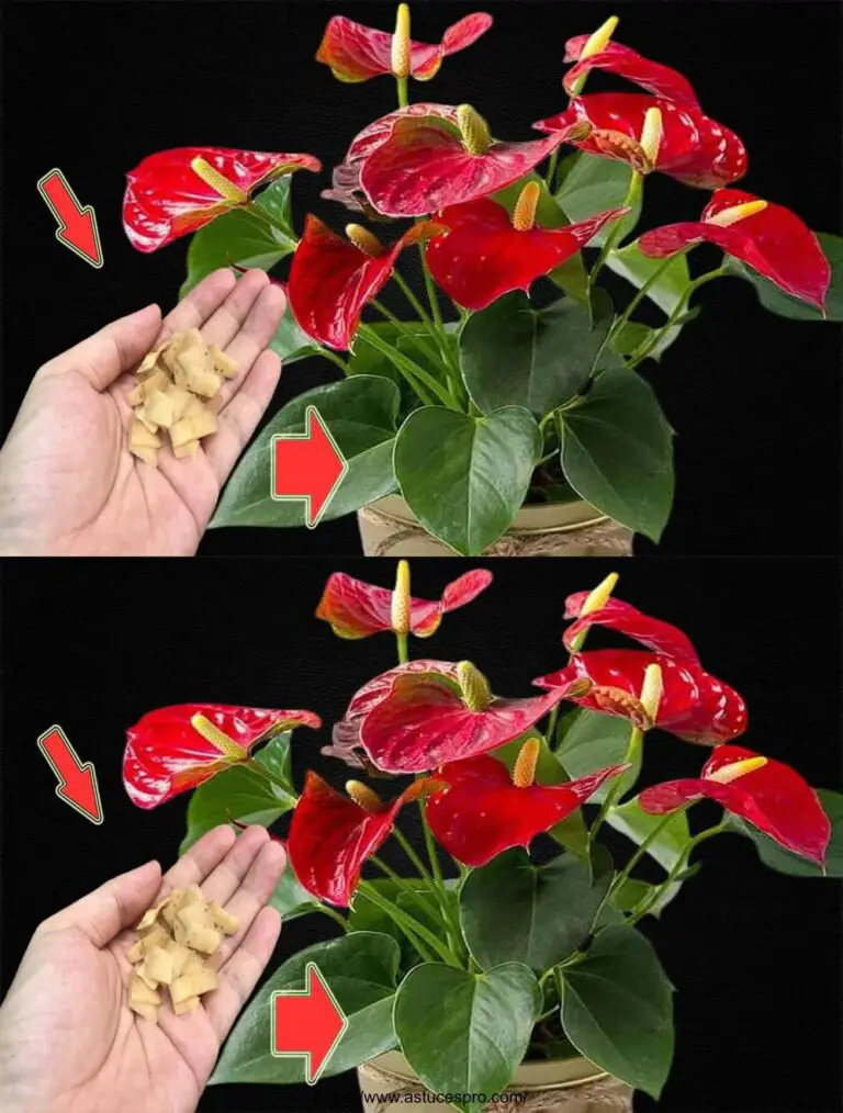 ¡Pon un toque en las raíces! Los Anthuriums crecen y florecen como locos.