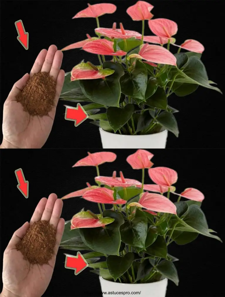 ¡Espolvorear un poco en cada planta! Anthuriums florecen sin interrupción!