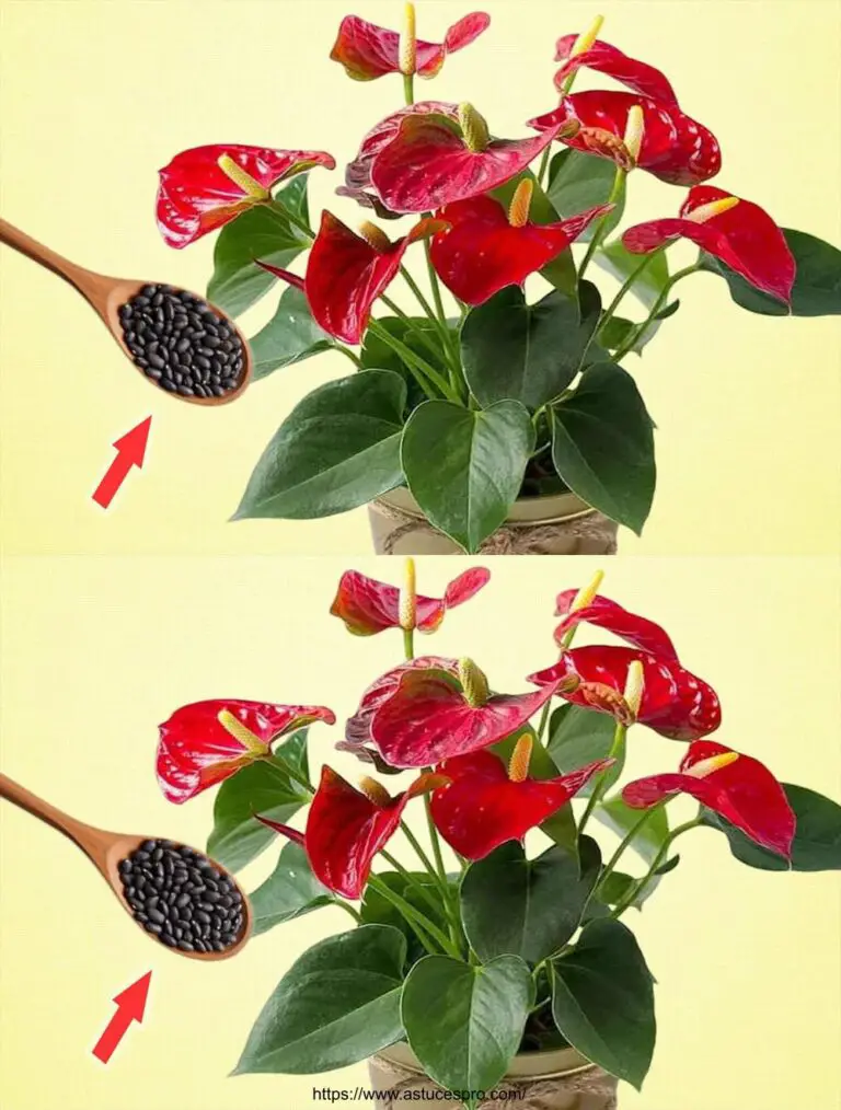 ¡El jardín de las flores de Anthurium todo el año con un pozo secreto!