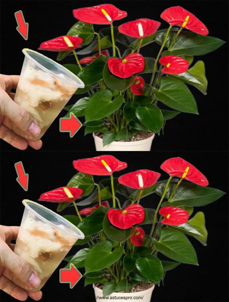 ¡Sólo 1 taza! El Anthurium producirá muchas flores.