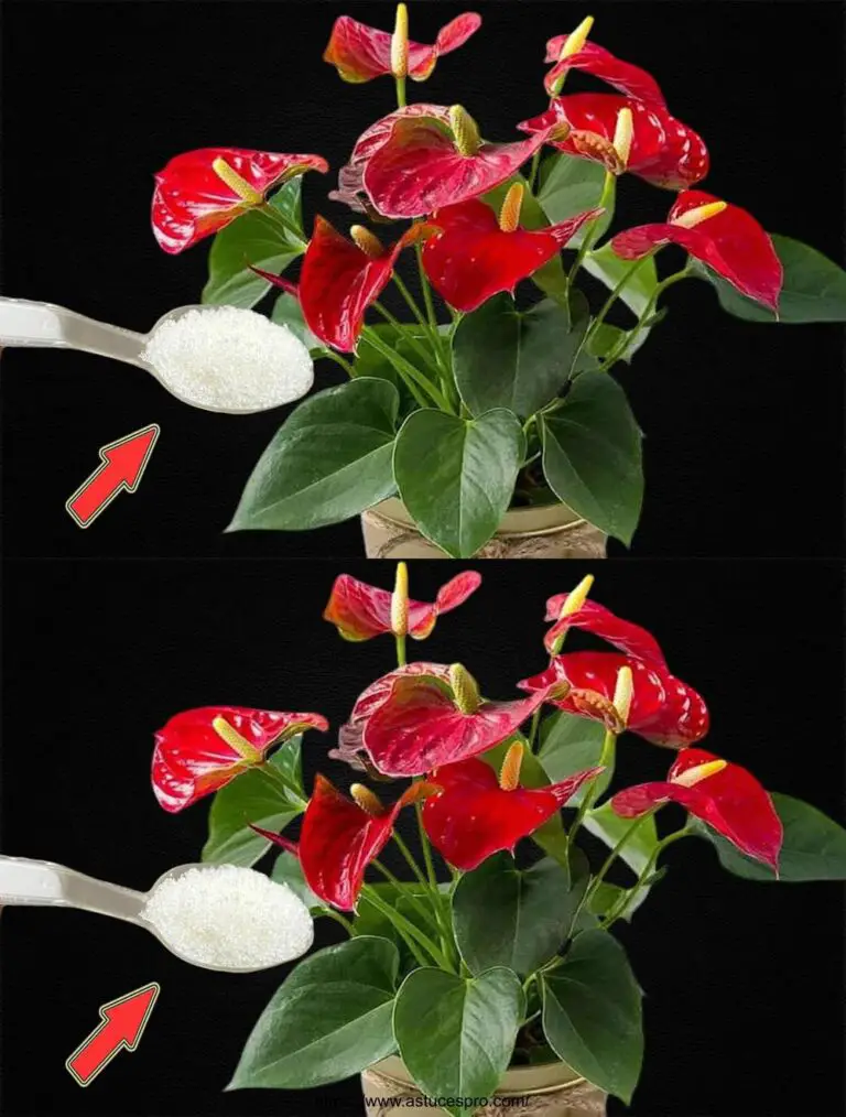 Spoon on the Racine: The Garden of Anthurium Full of Flowers!