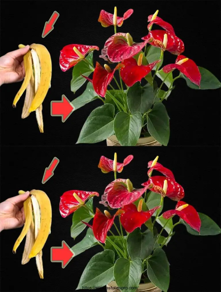 Hice esto y los anthuriums estaban floreciendo como nunca antes