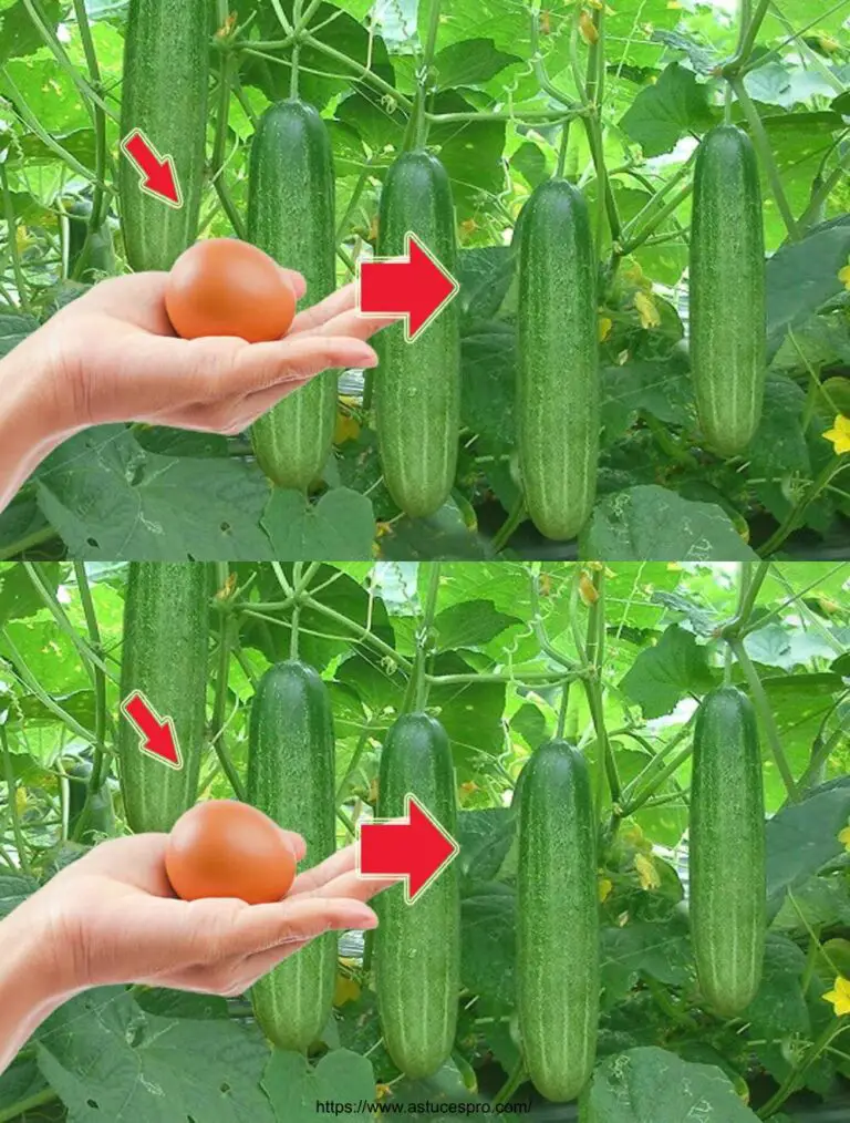 ¡Con una fruta! He cosechado una tonelada de pepinos durante la noche.