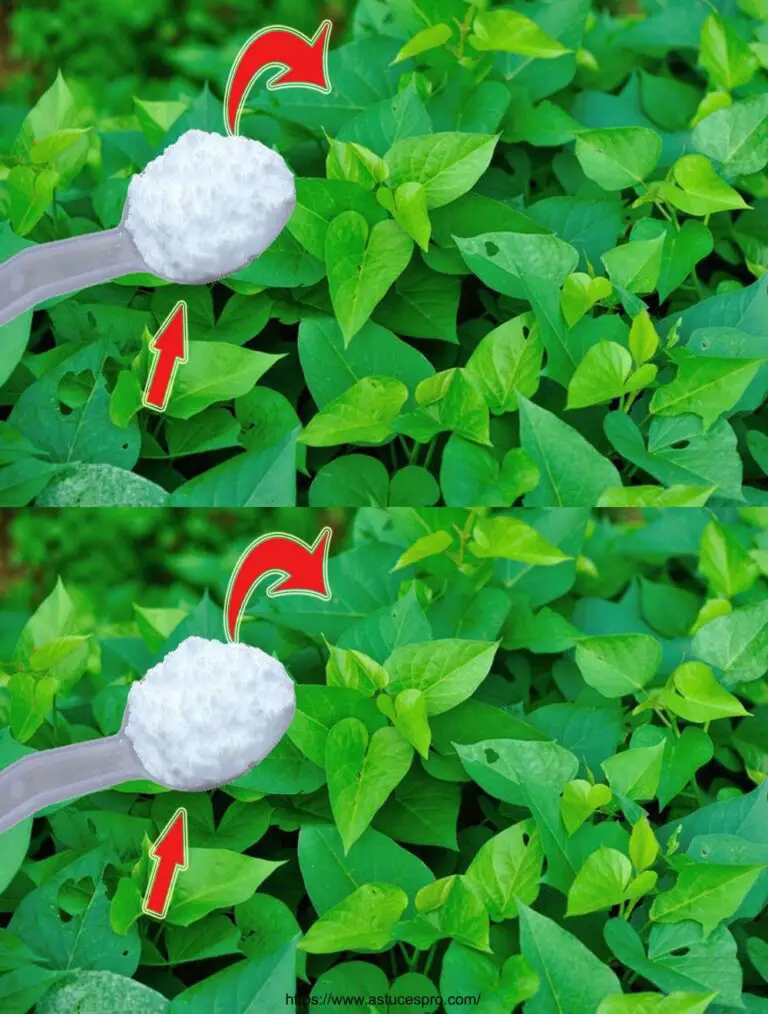 Las plantas crecen 5 veces más rápido gracias a este secreto especial! ¡El mejor fertilizante orgánico!