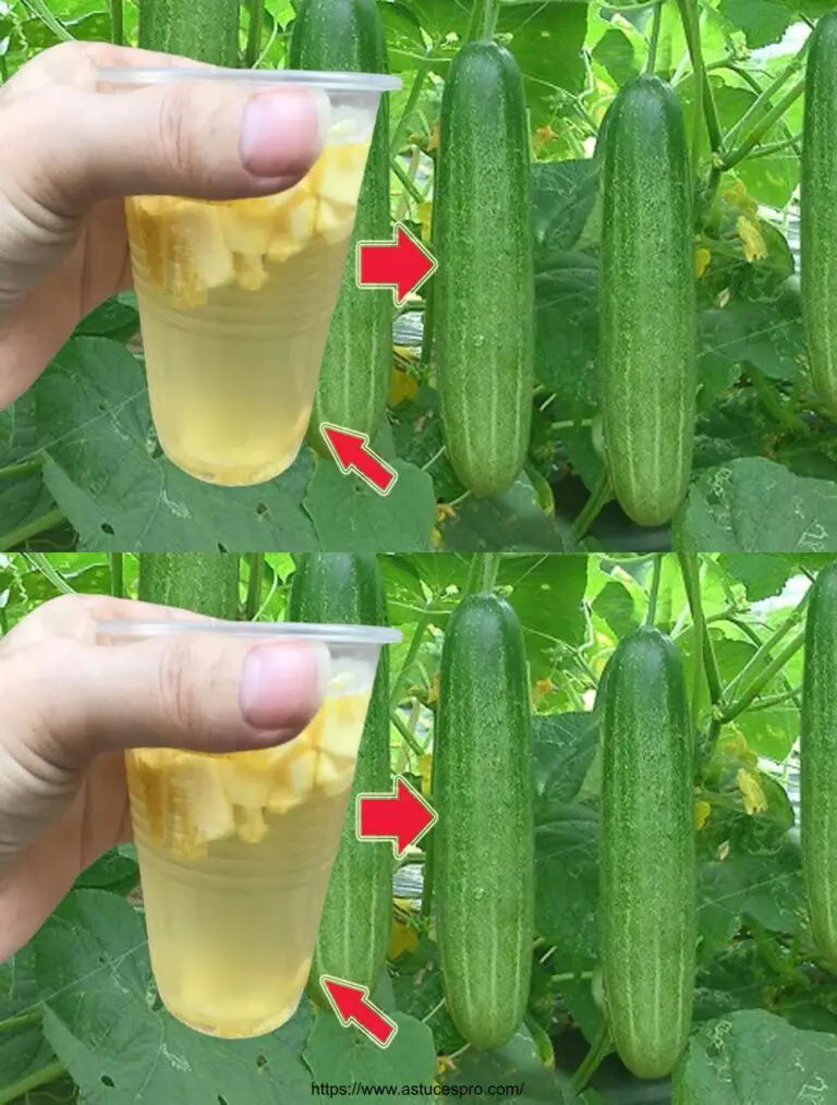 Atención Los pepinos y tomates crecen incontrolados con este método!