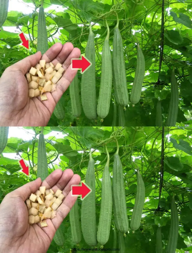 ¡Tus plantas crecerán mucho más rápido al alimentarlas con esto!