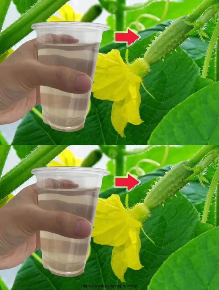 ¡Una taza por planta, los pepinos crecen como locos! Grande, delicioso, dulce y jugoso.