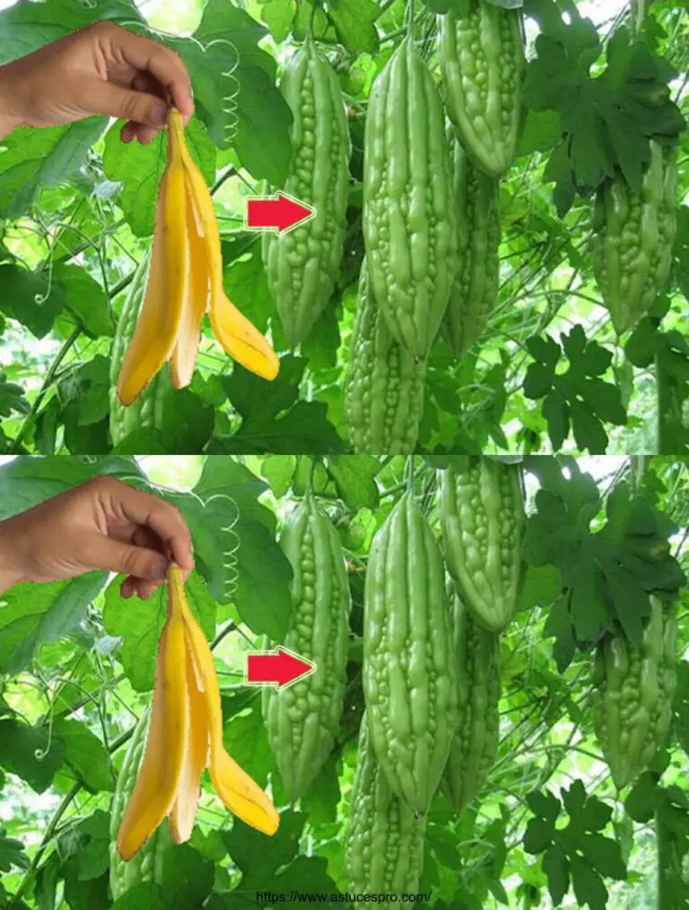 ¡Nunca plantar un árbol sin esto! ¡Las plantas crecen como locas y dan mucha fruta!