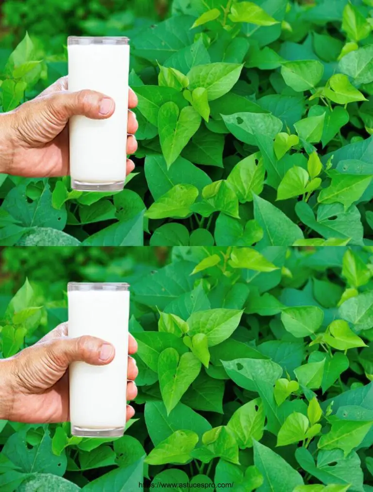 Secreto especial para cultivar plantas 5 veces más rápido! ¡Abono orgánico potente!