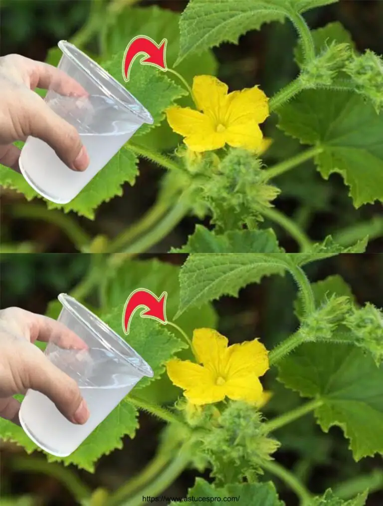 Un vaso de esto, y su jardín se convertirá en explosivo