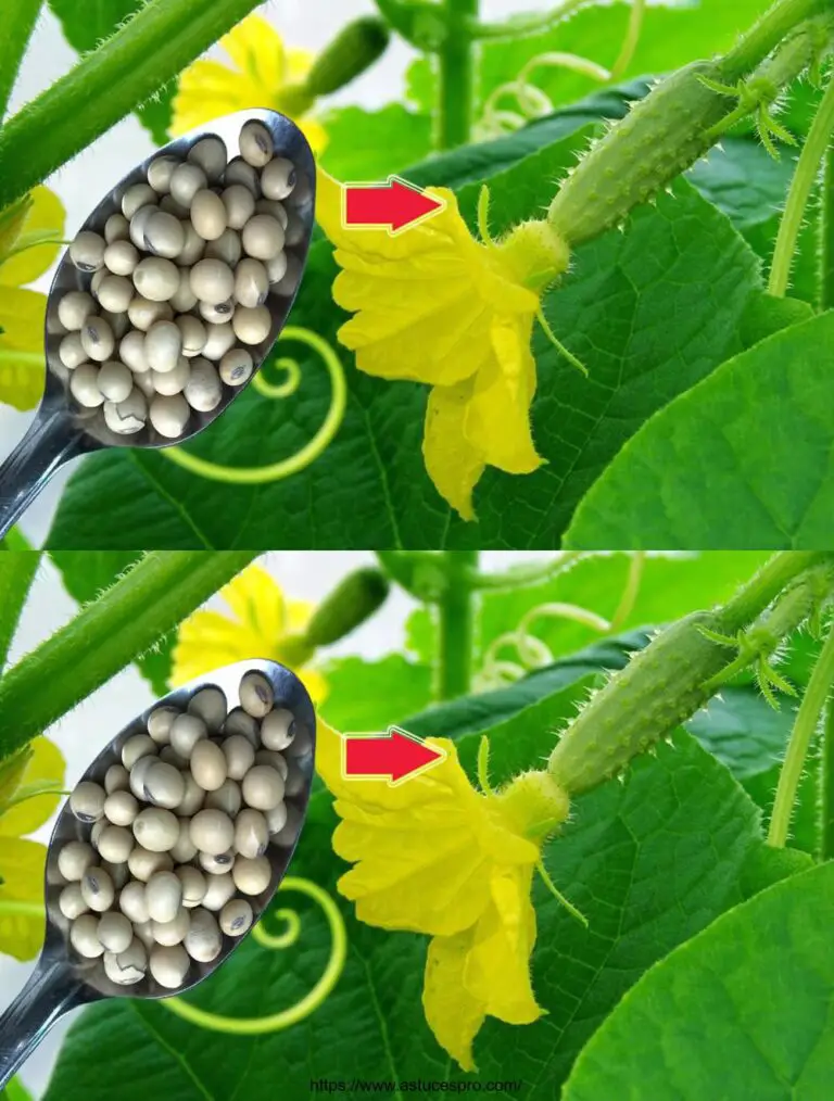 Una cuchara por planta y los pepinos fructificar inmediatamente en abundancia