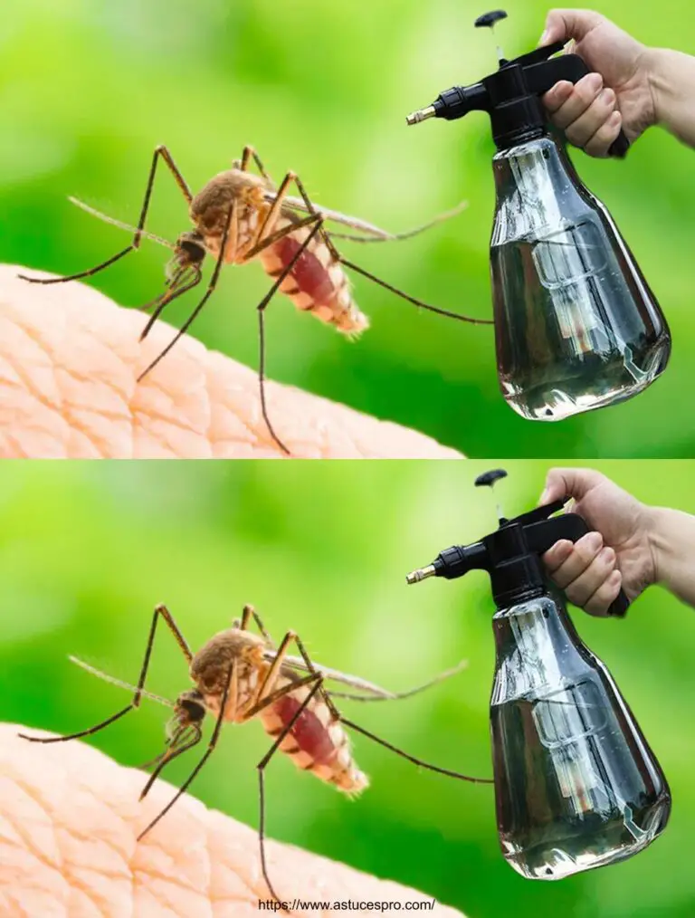 ¡Los mosquitos desaparecerán en 2 minutos! ¡El mejor repelente de insectos orgánicos!