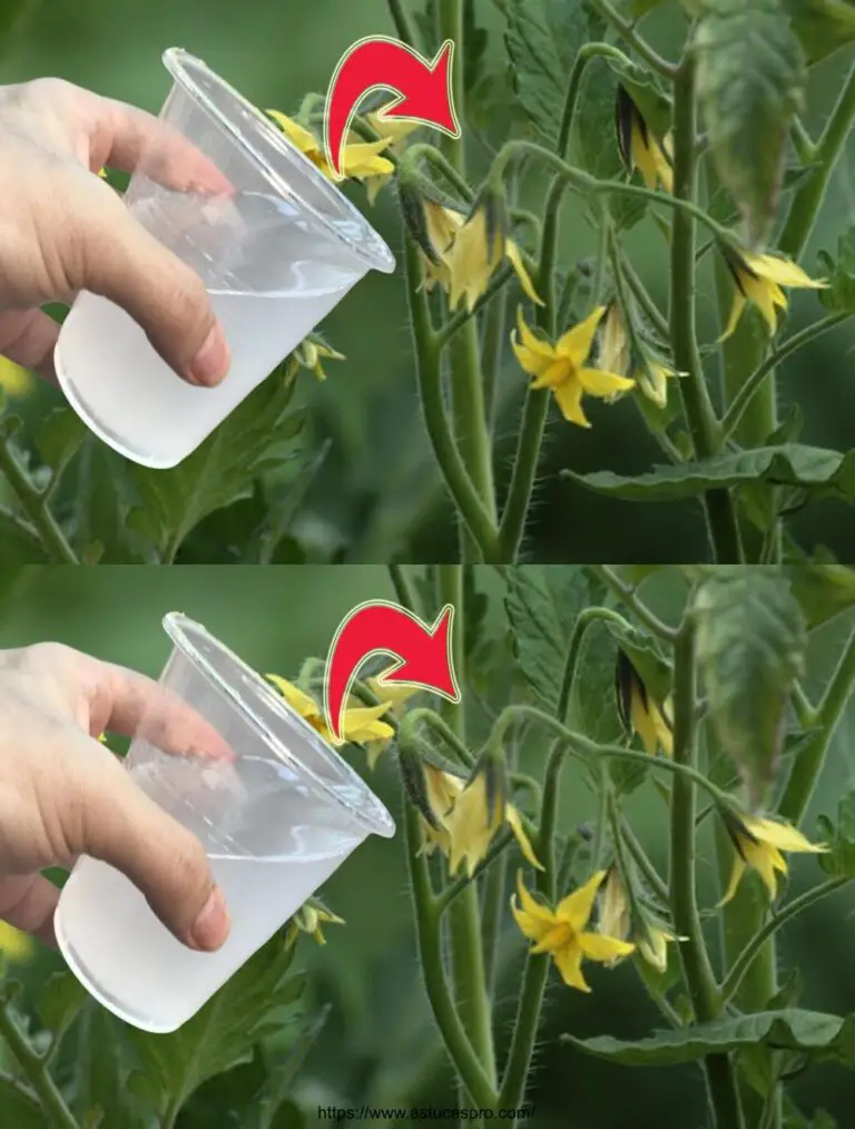 ¡Agricultores, celebrad! Los rendimientos de cultivos aumentaron en un 200% con sólo eso!