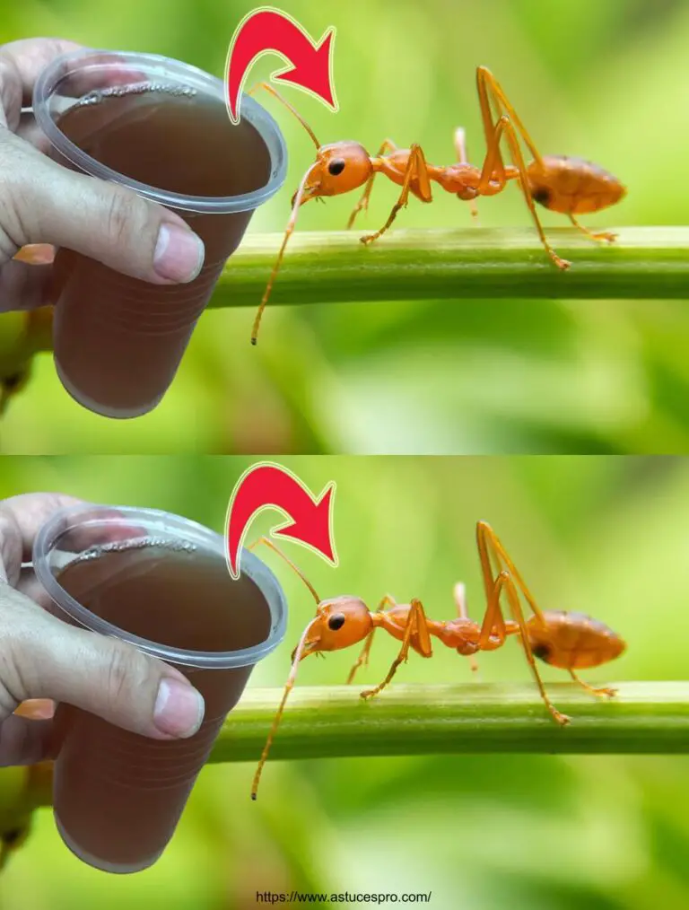 ¡Las hormigas desaparecerán de su jardín en 2 minutos! ¡Insecticida más eficaz!