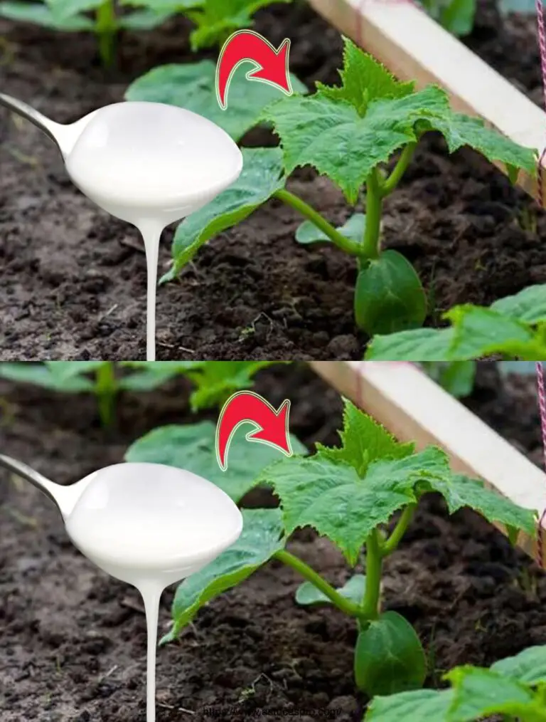 ¡Estoy sorprendido! El mejor suplemento orgánico para tomates y pepinos en verano!