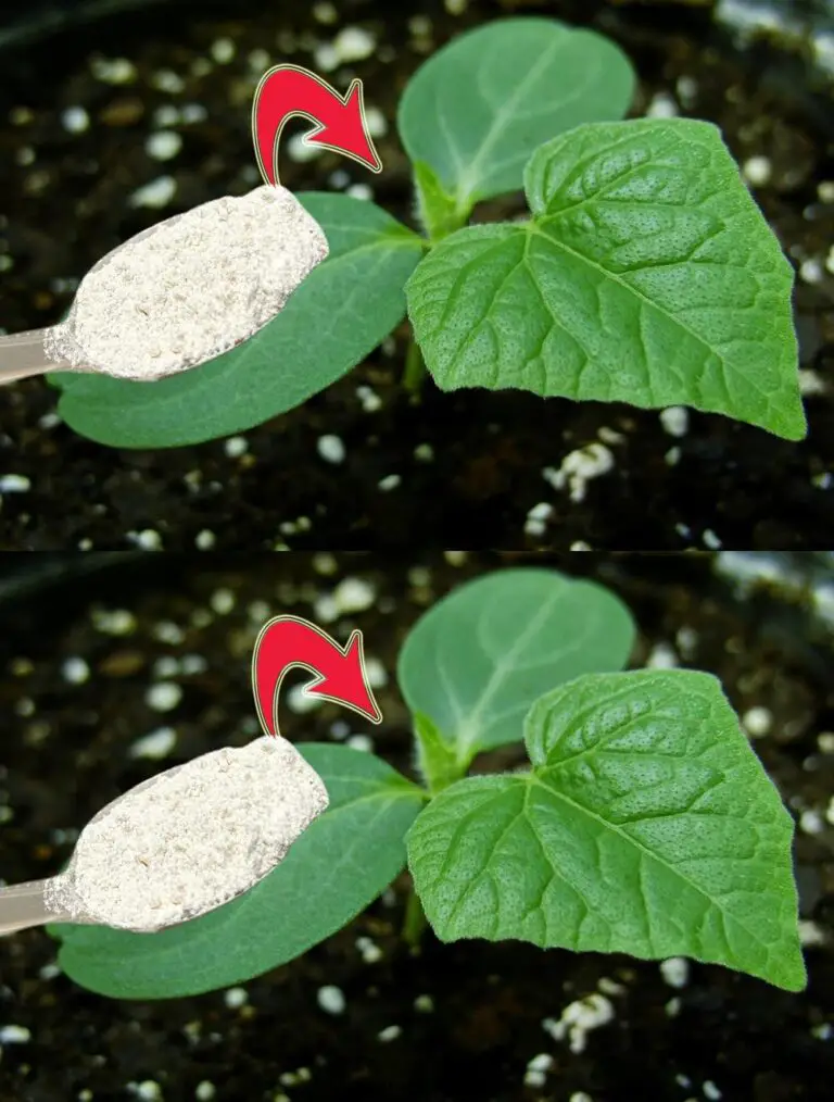 ¡Agricultor sorpresa! ¡Los pepinos y los tomates crecen dos veces más rápido! Increíble suplemento orgánico último!