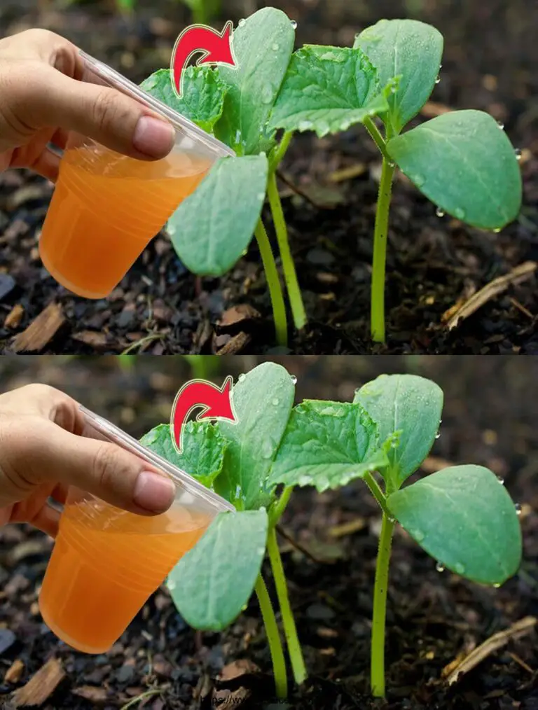 Incluso pepinos, tomates y pimientos muertos crecen instantáneamente y no hacen daño