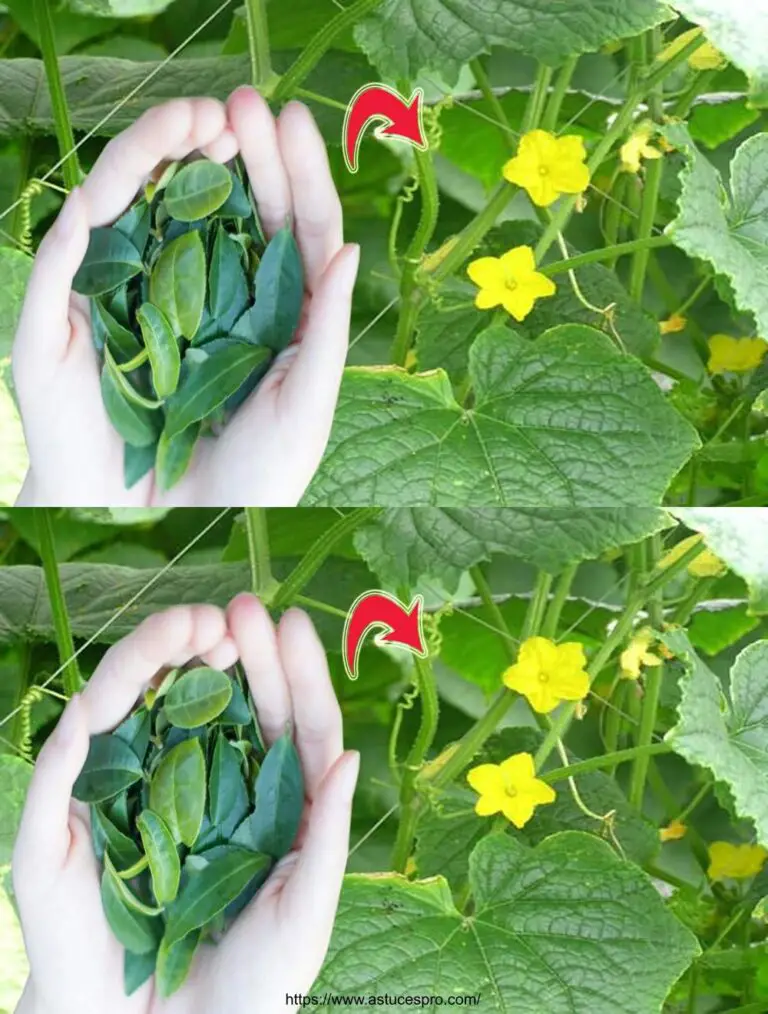 Ofrezca esto a pepinos y tomates en verano para una abundancia de fruta!