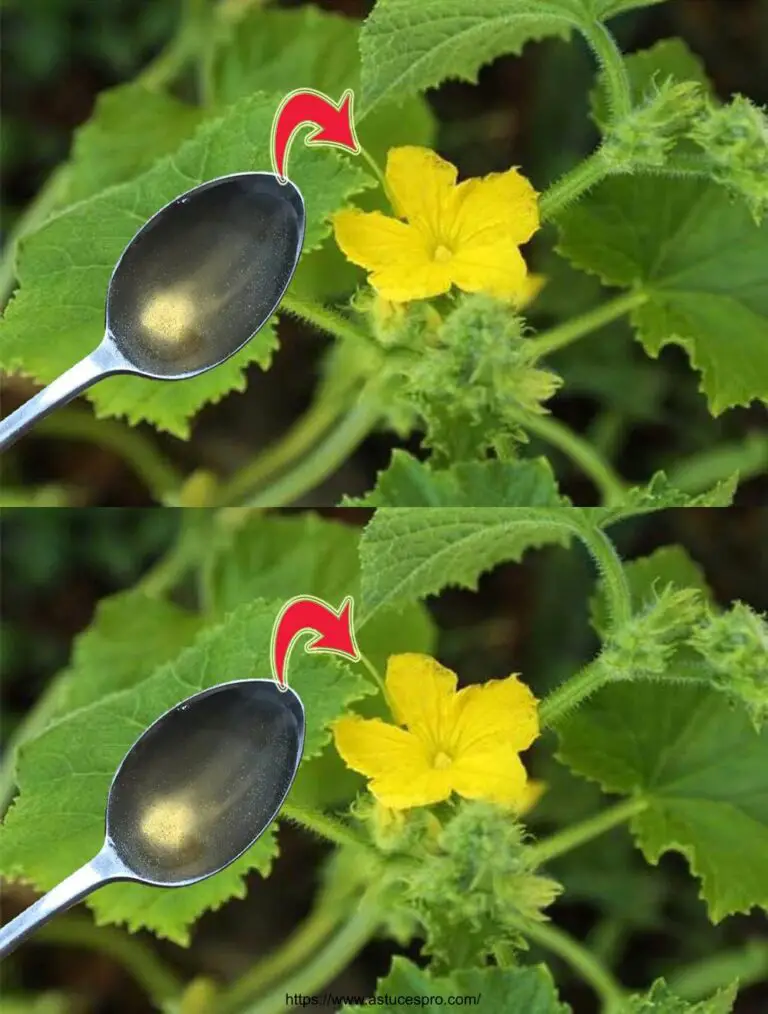 Sólo una cuchara por planta y el rendimiento aumenta en 200%