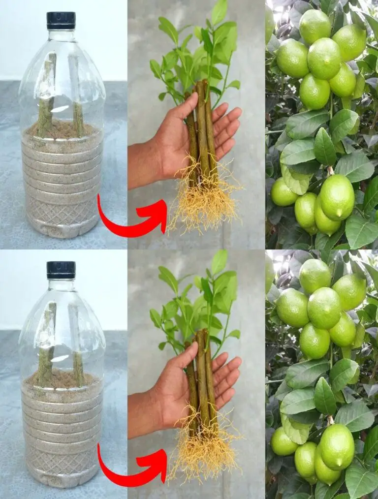 Cómo cultivar un árbol de limón de cortes en una botella de plástico – método fácil