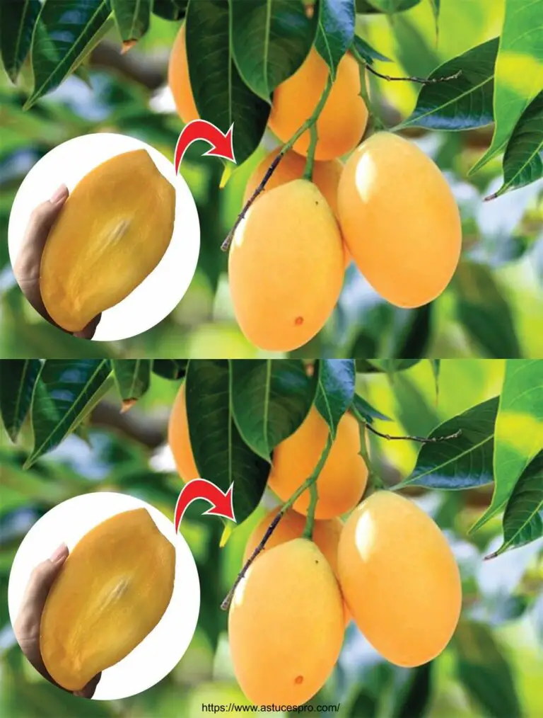 Método increíble de propagación rápida de árboles de mango.