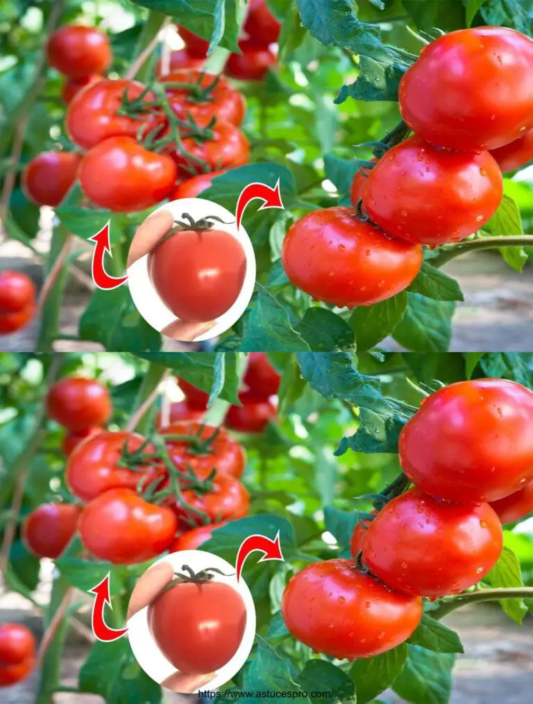 Increíble: cómo cultivar tomates tan grandes y grandes