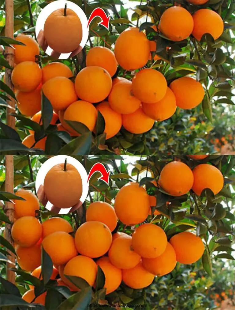 Sorprendida por la facilidad de cultivar naranjas de semillas que producen muchos frutos