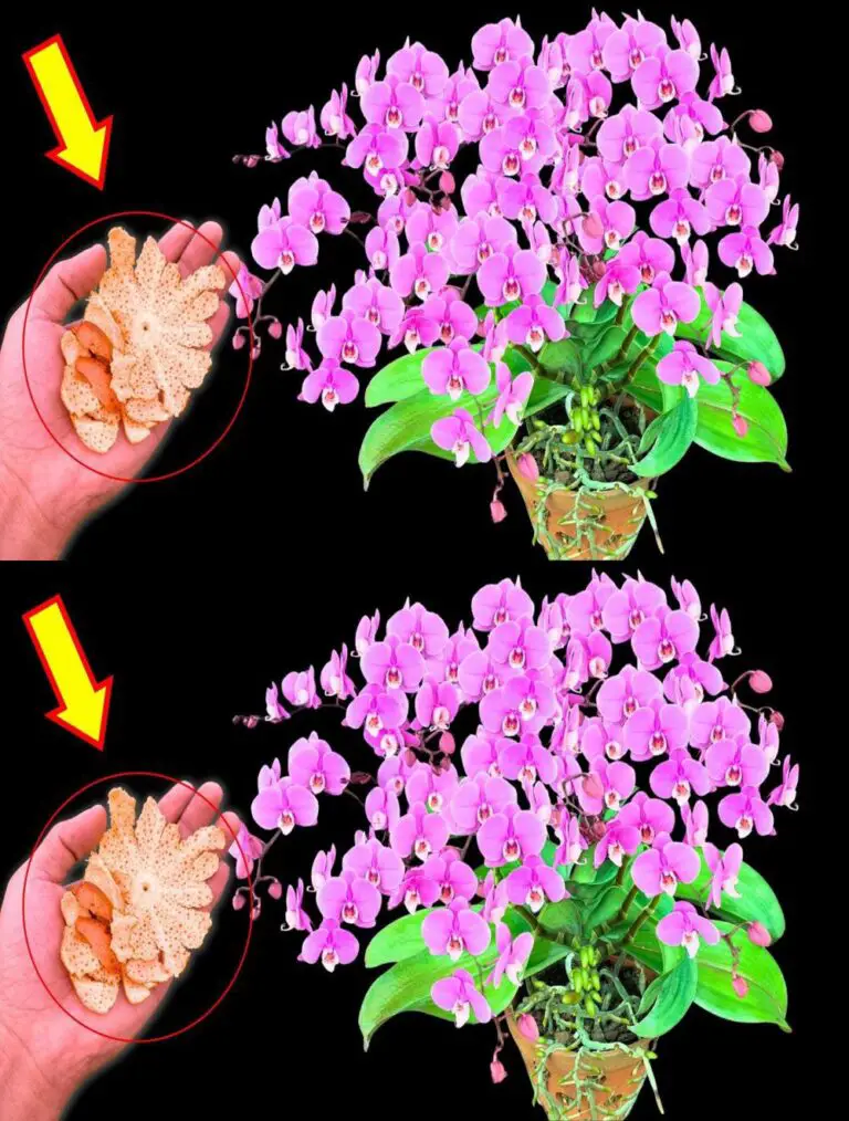 Colocado en la base de mi orquídea, crece y florece a una velocidad increíble