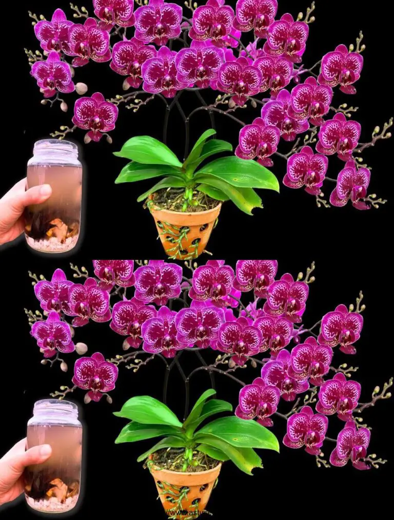 ¡Una botella por semana! Las orquídeas plegadas florecen de repente con muchas otras flores mágicas.