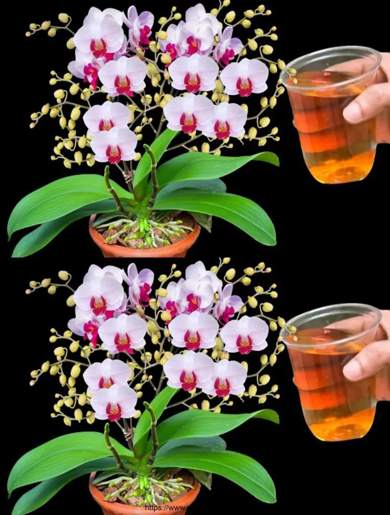 ¡Sólo una botella a la semana! De repente, las orquídeas capturaron innumerables flores mágicas.