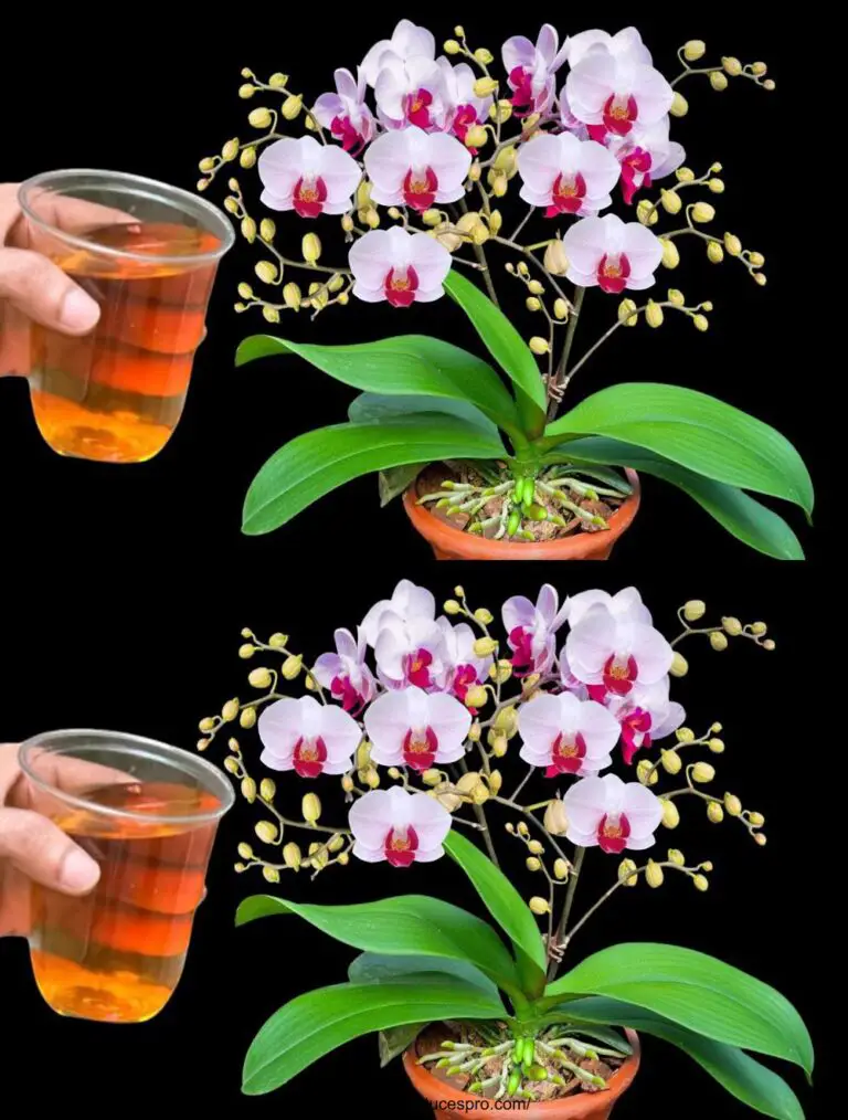 ¡Derramé un vaso en las raíces! Orquídeas florecen todo el año sin admirar