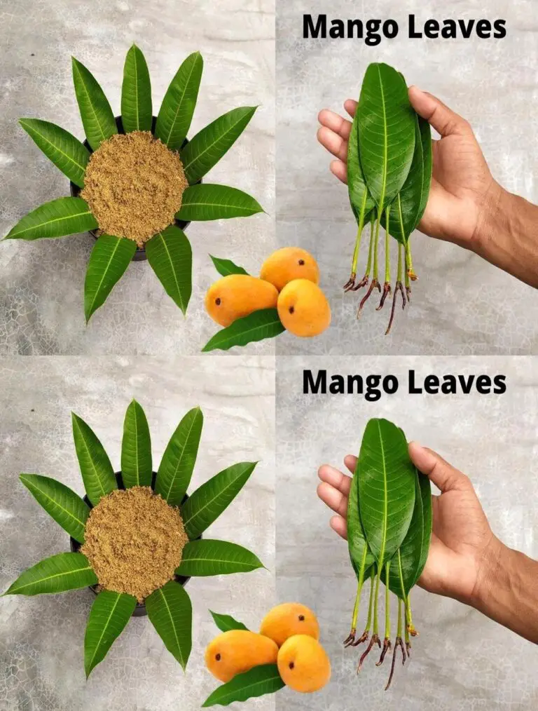 Cómo cultivar árboles de mango de hojas de mango – Con 100% de éxito