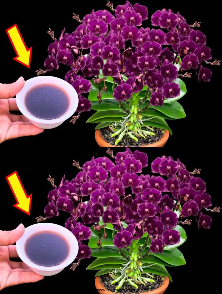 ¡De vez en cuando! ¡De repente! Cada orquídea nudo flores múltiples flores mágicas