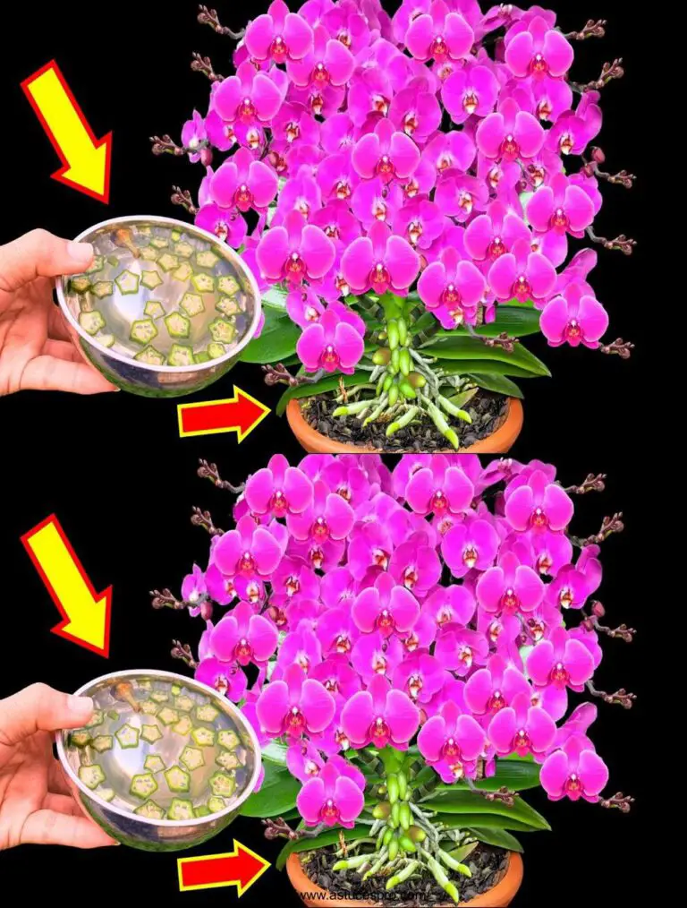 ¡Sólo un pago! Las orquídeas florecen inmediatamente todo el año.