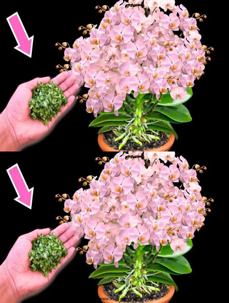 Espolvorear 1 cuchara bajo cualquier orquídea y instantáneamente despertará para florecer mágicamente