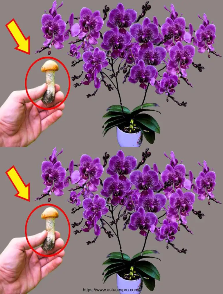 ¡Agregue un hongo a una olla de orquídea! Sorprendido porque las orquídeas crecen 300% más rápido