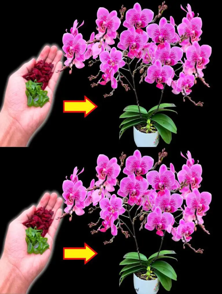 ¡Una vez rociado! Una antigua orquídea sin flores de repente florece varias veces al año