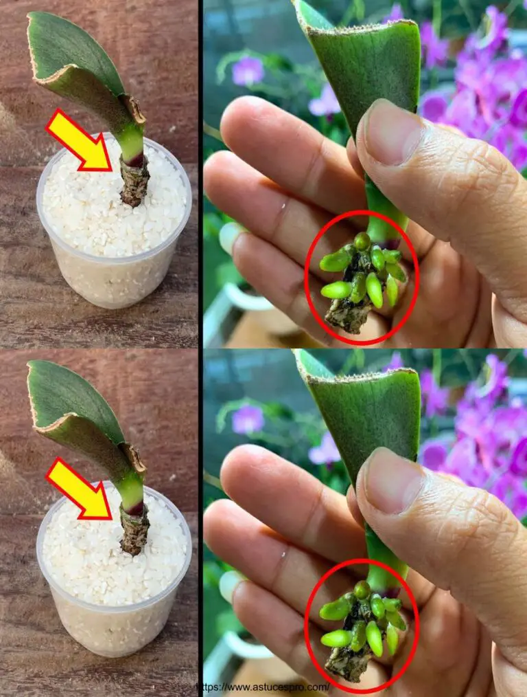 ¡Tan mágico! Un nuevo enfoque para revive instantáneamente una hoja de orquídea.