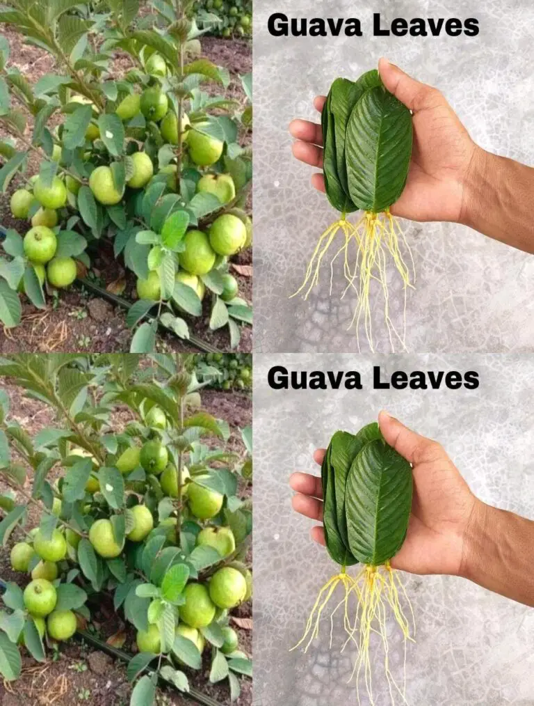 Cómo cultivar árboles de Guava de hojas de Guava – Con 100% de éxito