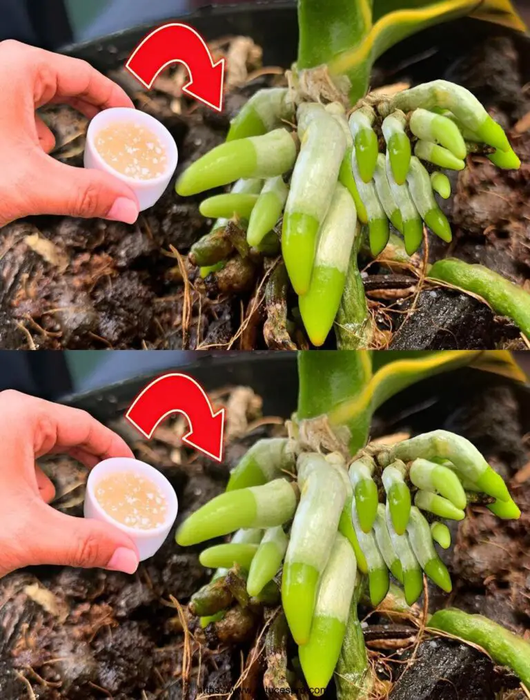 Pocas personas saben! El jardín de la orquídea se arrastró y floreció hermosamente.