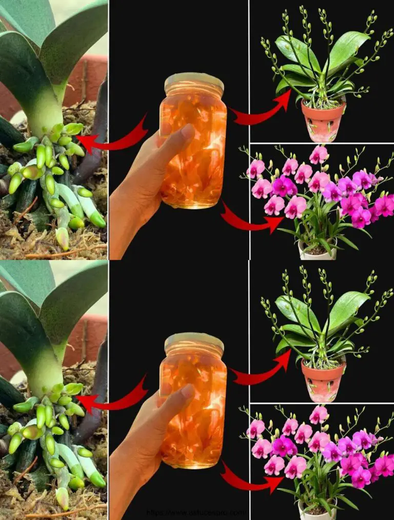 ¡Cien veces más fuerte que Kali! A pesar de su pequeño tamaño, las orquídeas florecen sin interrupción