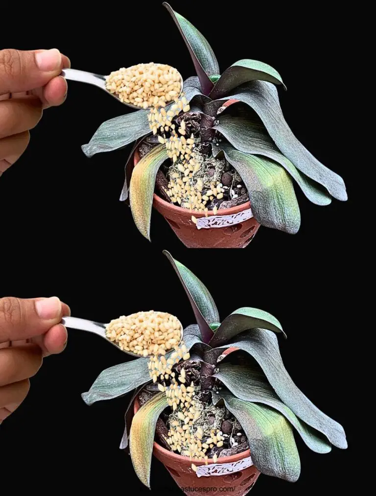 ¡Tan mágico! Una orquídea moribunda se duplicó de repente gracias a este secreto.