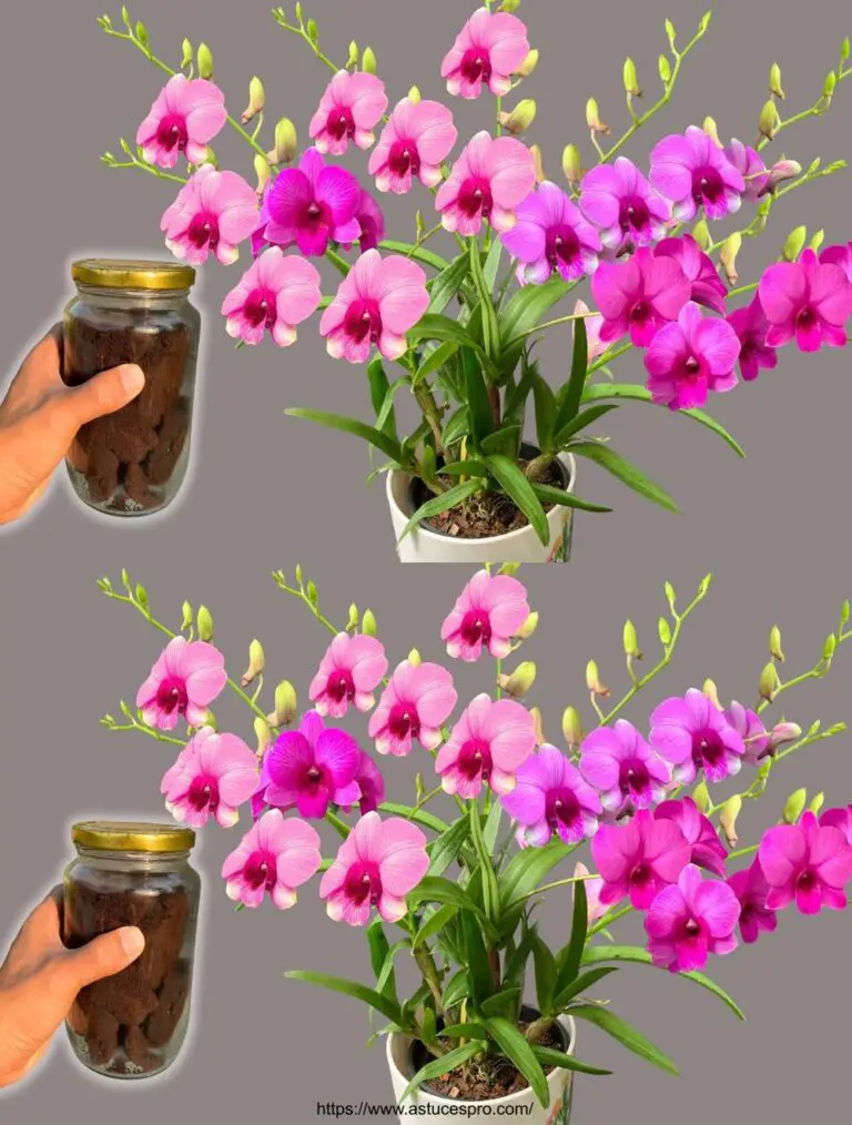 ¡Una botella al mes! Sorprendente! Todo tipo de orquídeas crecen y florecen mágicamente