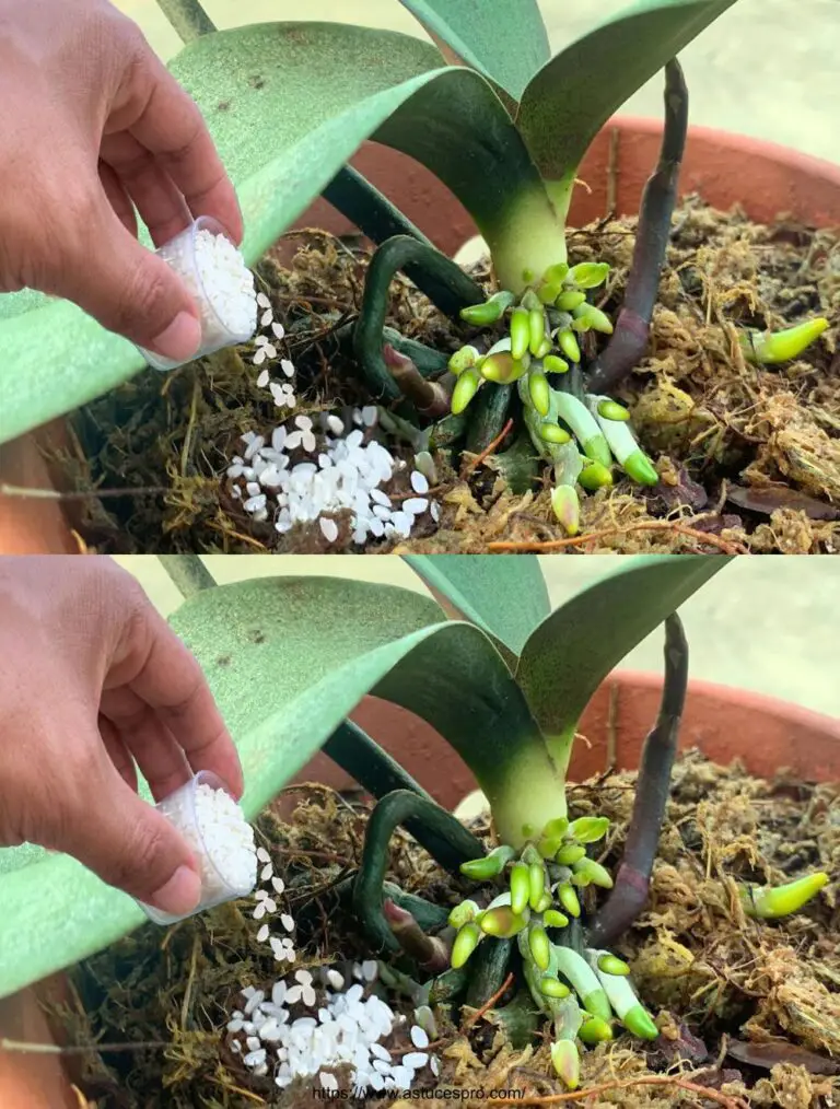 ¡Dale una oportunidad! La orquídea moribunda de repente brotes y flores milagrosamente.