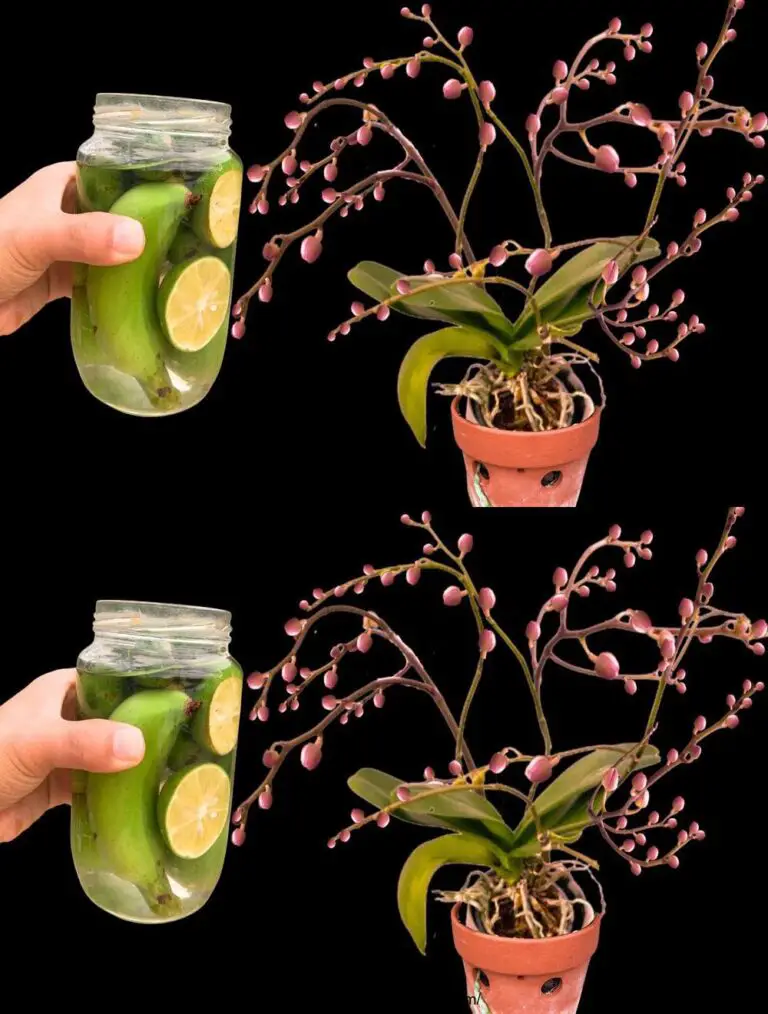 ¡Una botella! Las orquídeas que no han florecido durante 10 años de repente florecen milagrosamente.