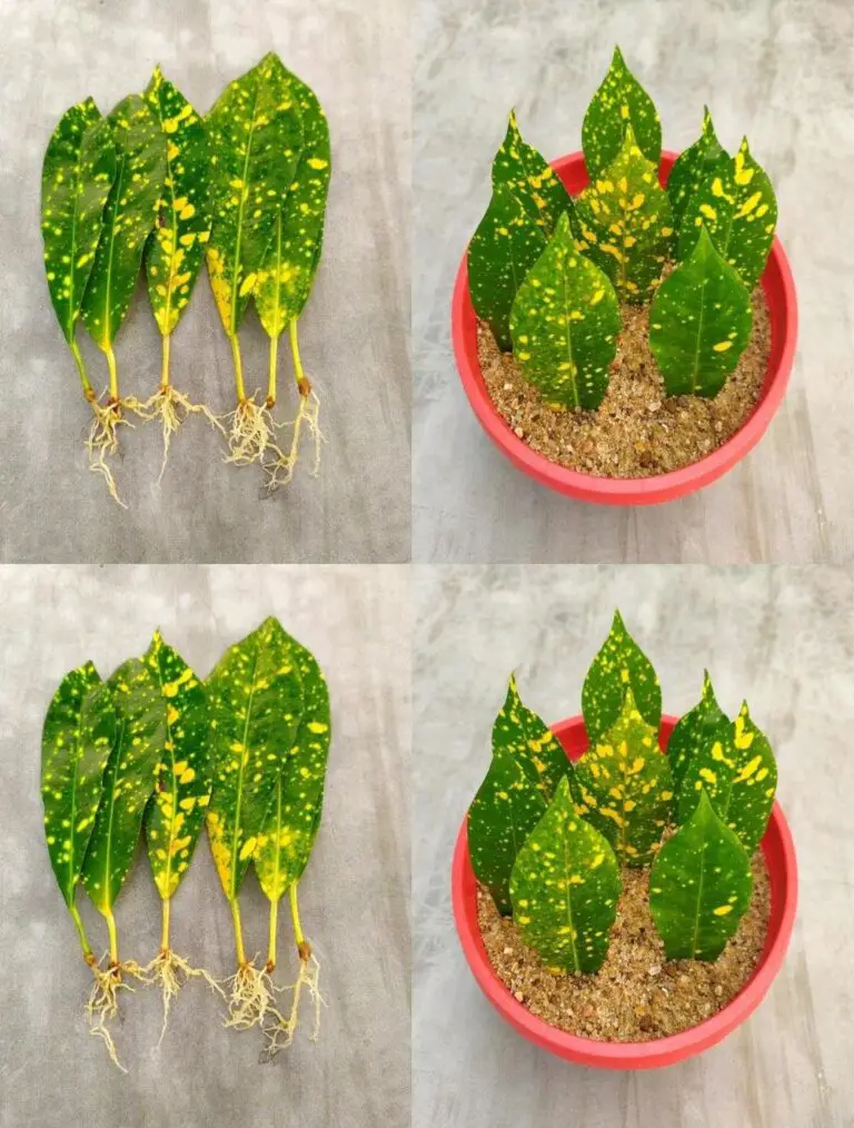 Cómo hacer raíces de hojas